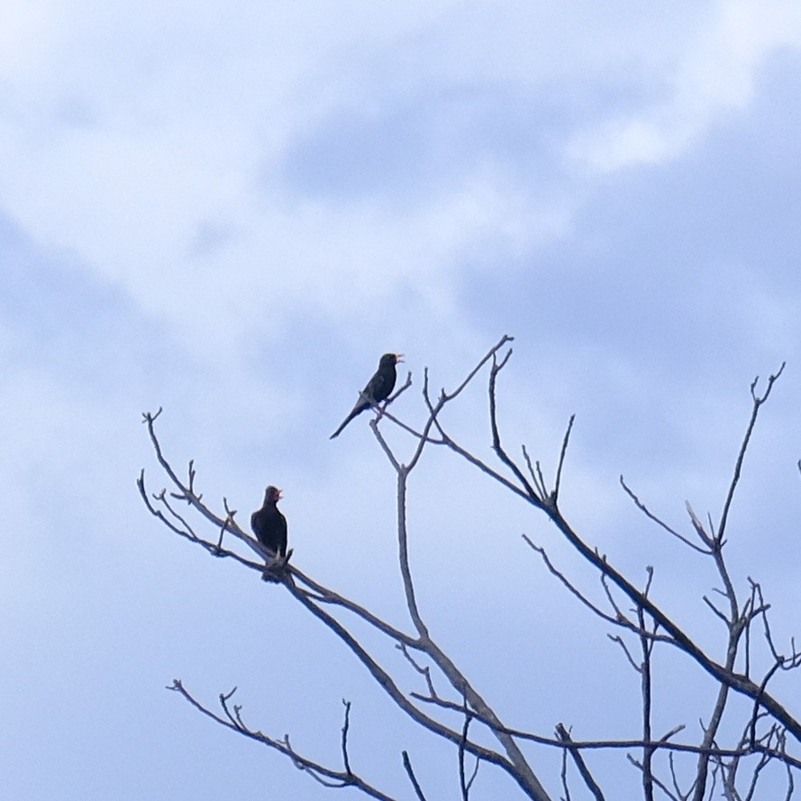 Black Bulbul - Kuan Chia Hsiu