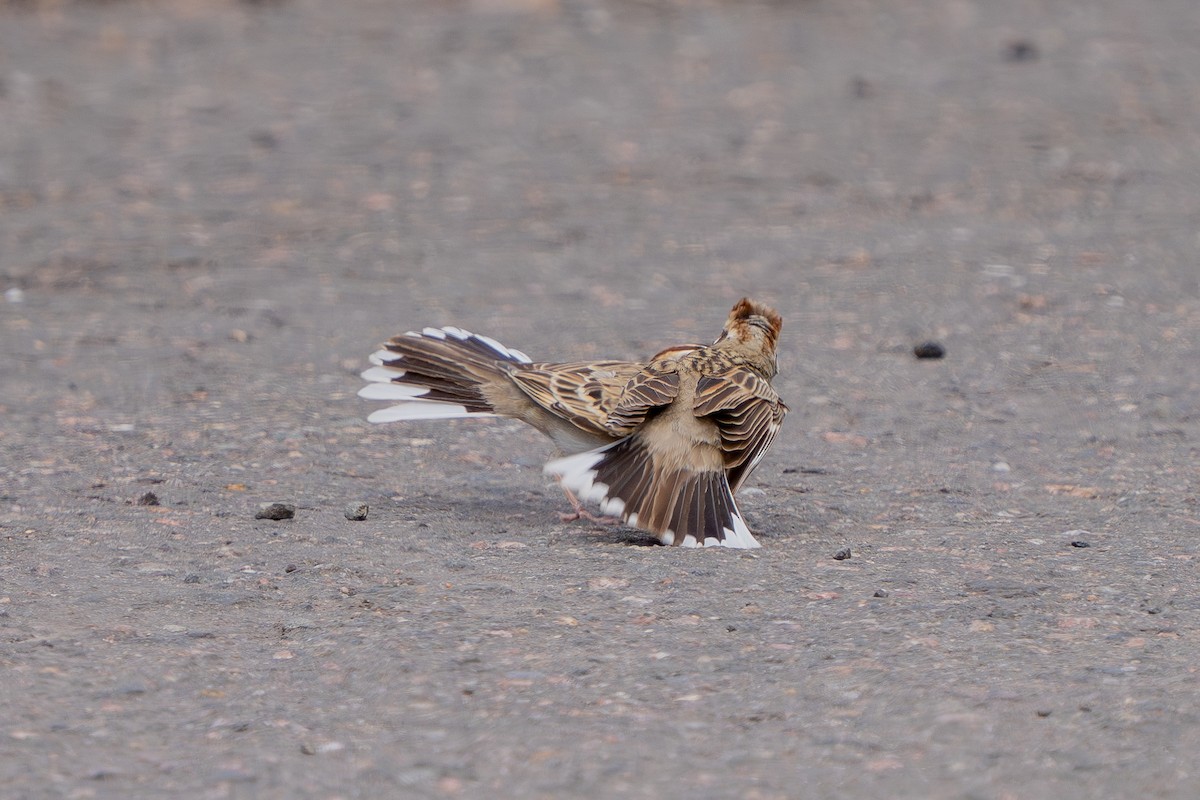 Lark Sparrow - Robert Raker