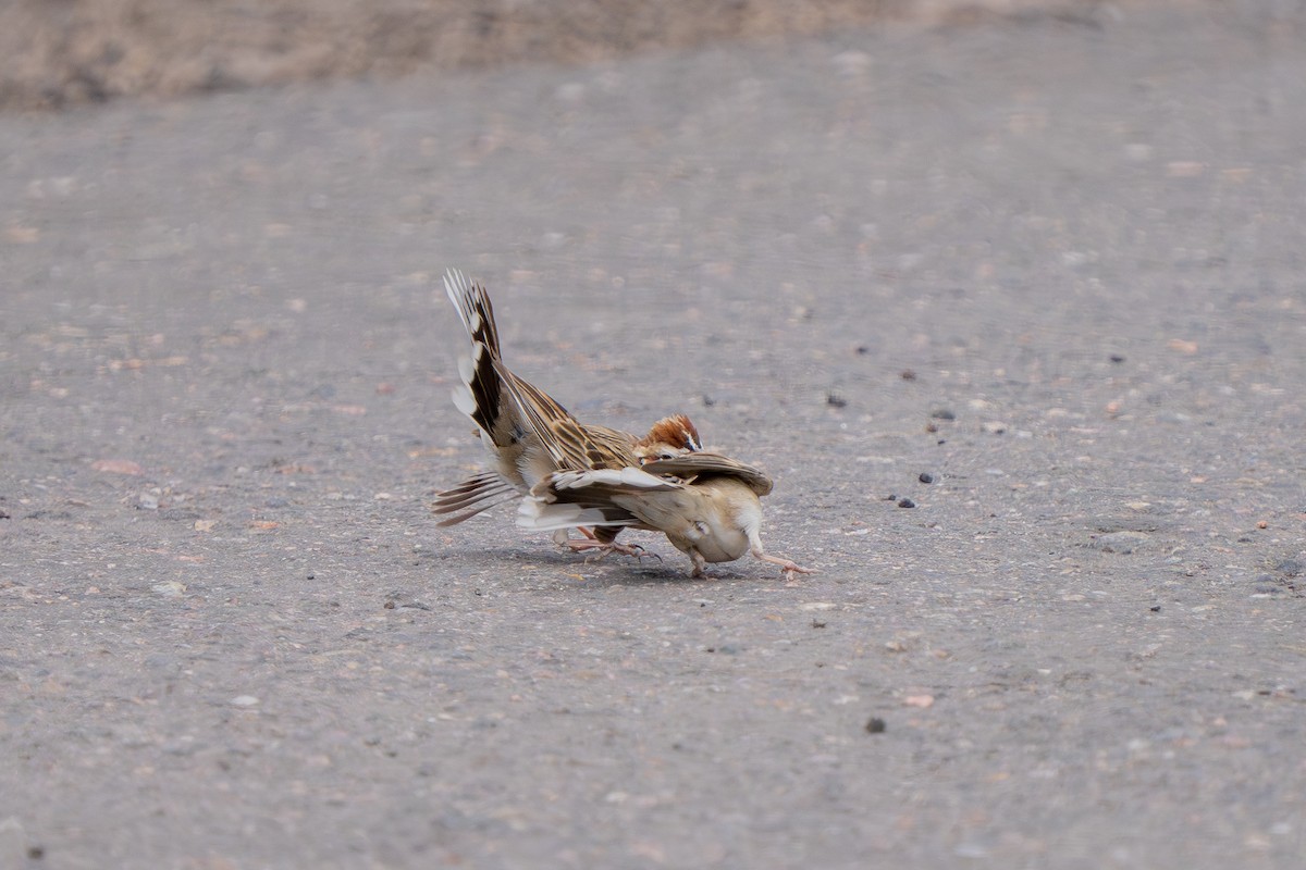 Lark Sparrow - Robert Raker