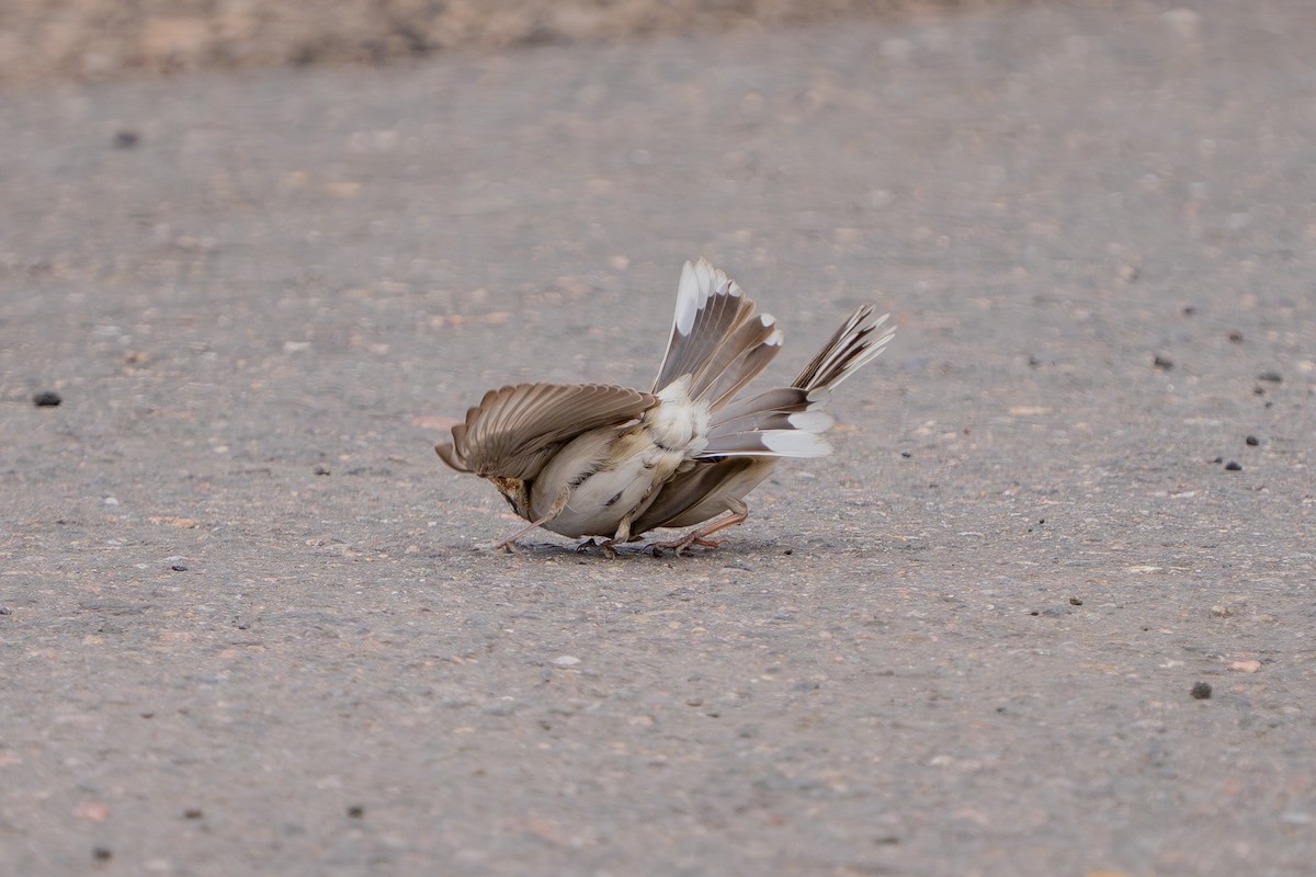 Lark Sparrow - Robert Raker