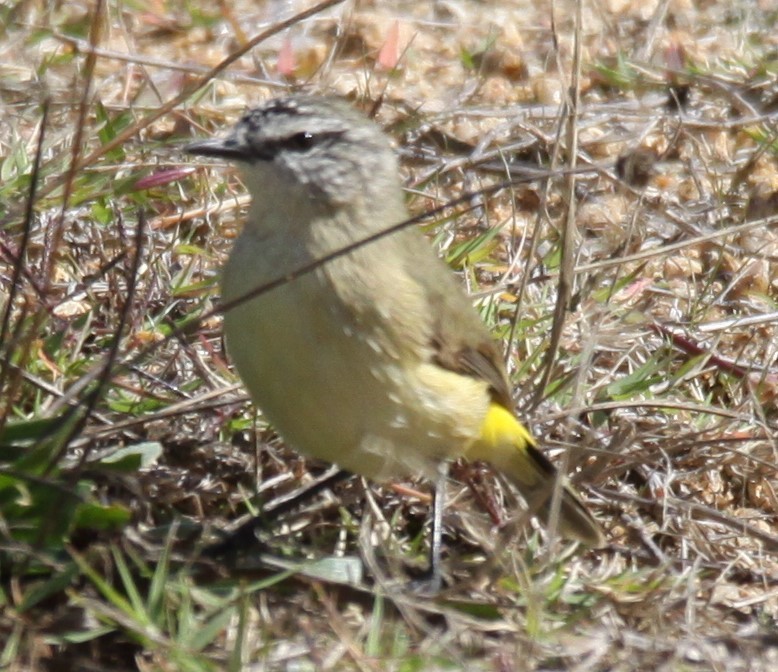 Yellow-rumped Thornbill - Richard Shirky