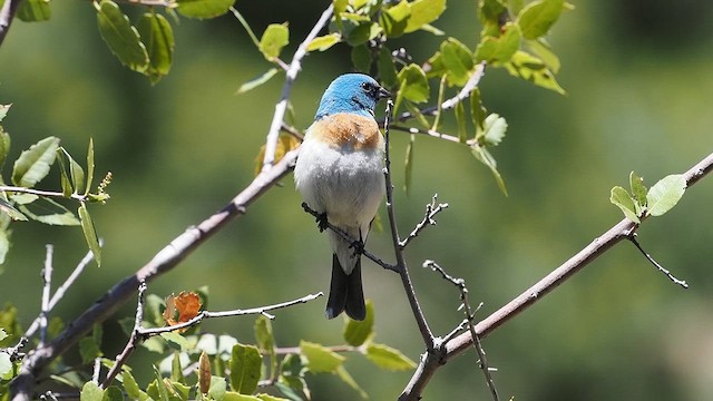 Lazuli Bunting - ML619658934