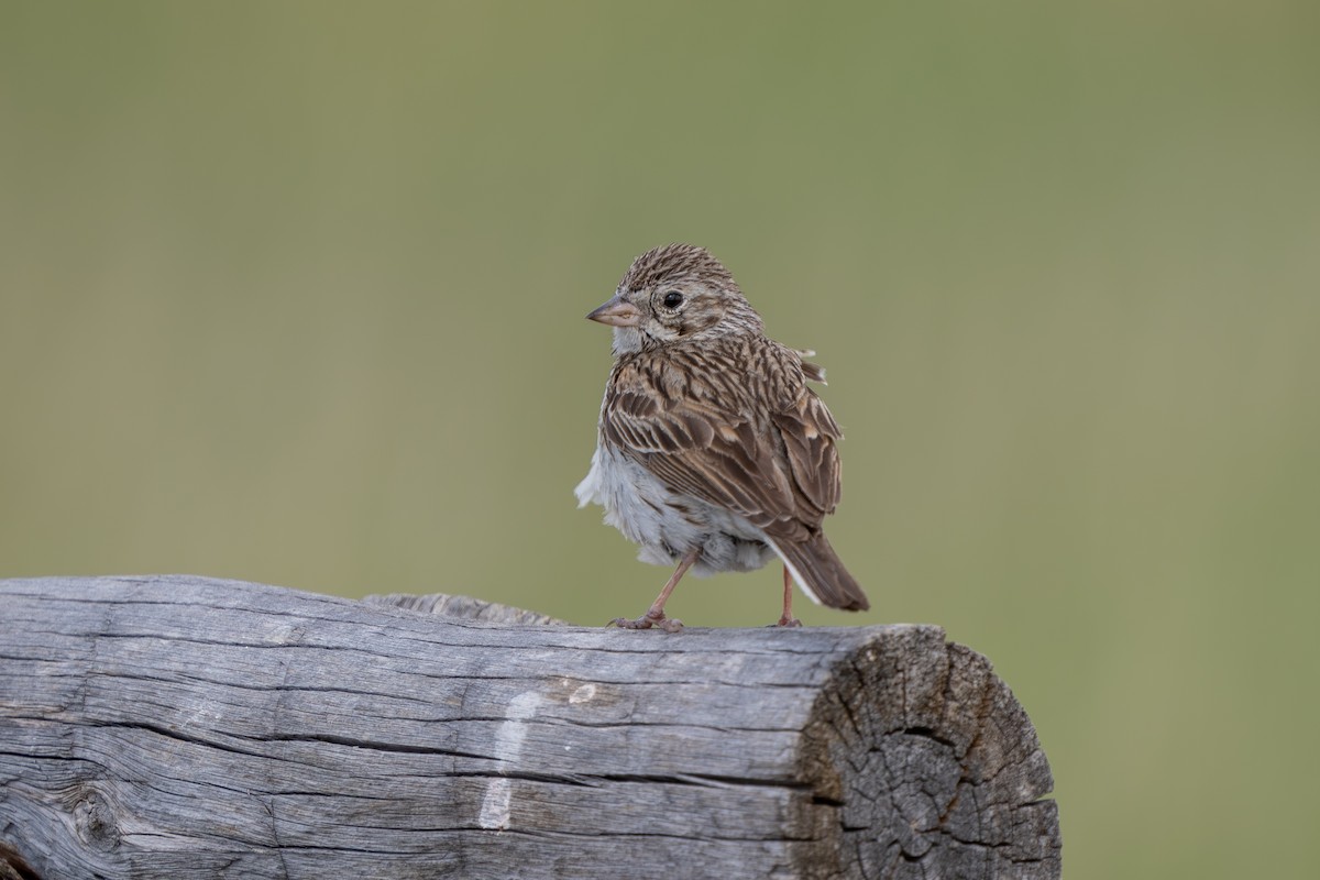 Vesper Sparrow - Robert Raker