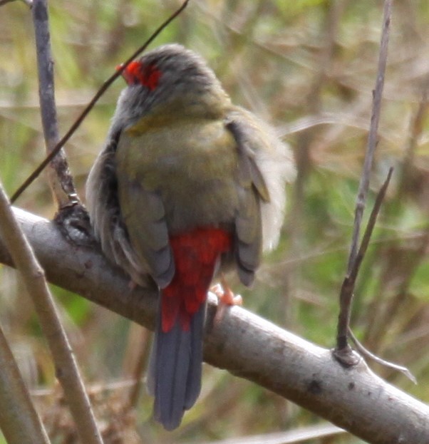 Red-browed Firetail - Richard Shirky