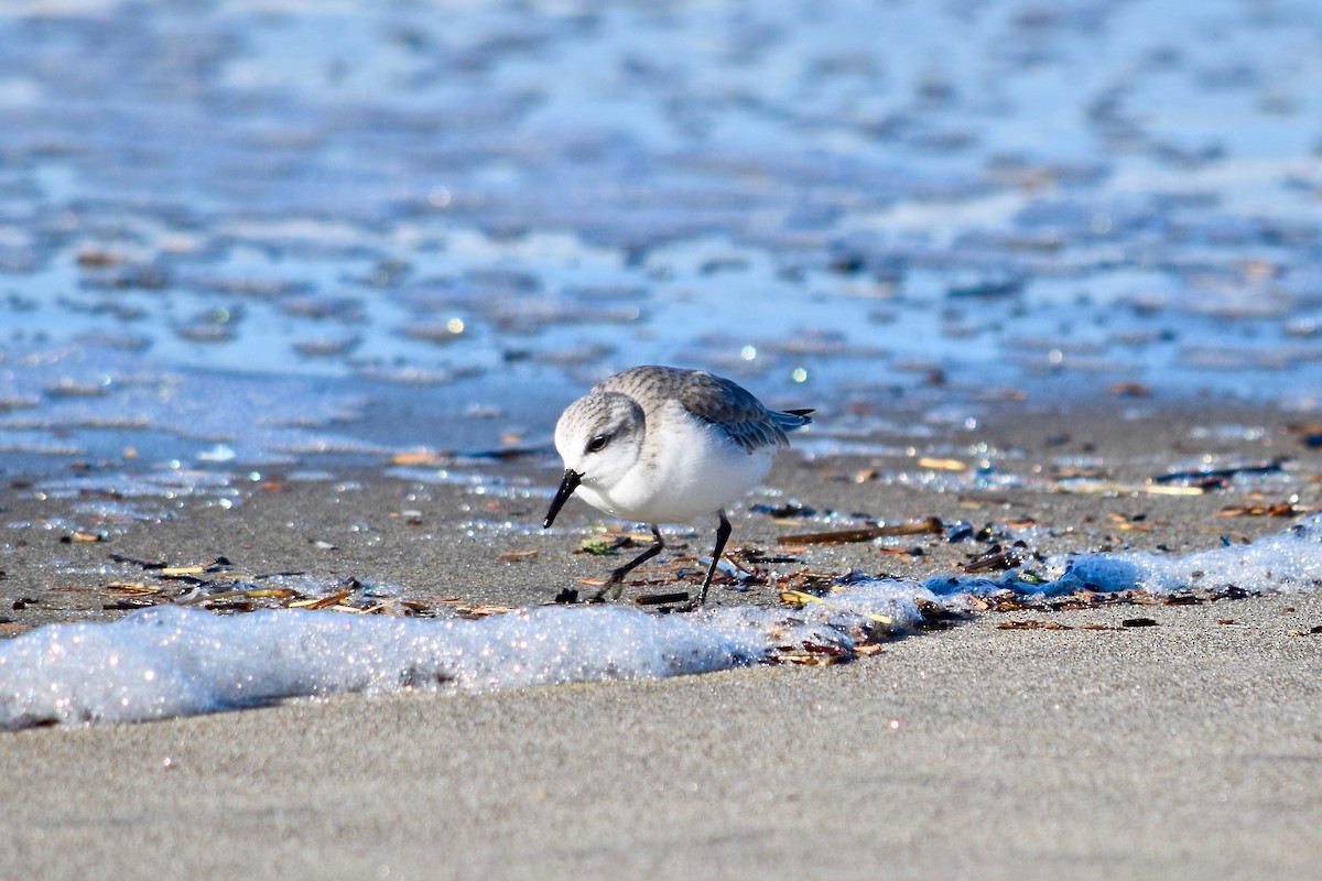 Sanderling - Daniel Edwards