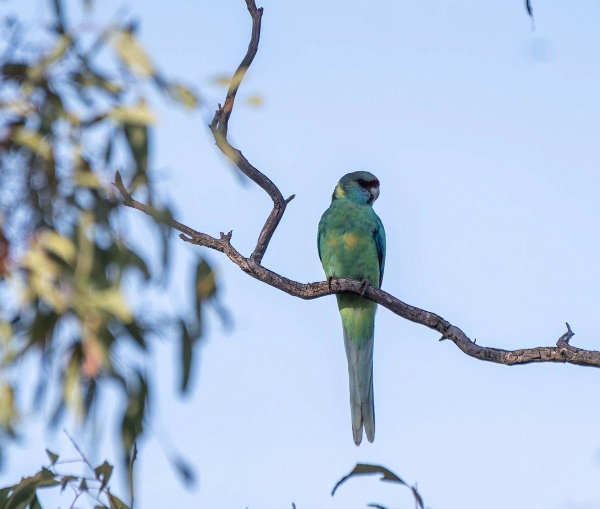 Australian Ringneck (Mallee) - ML619658949