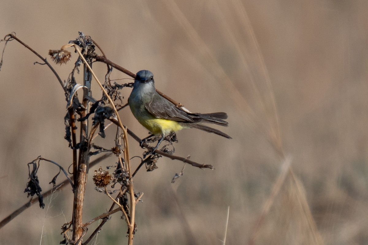 Tropical Kingbird - David Lauter