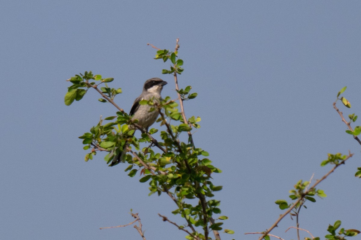 Loggerhead Shrike - David Lauter