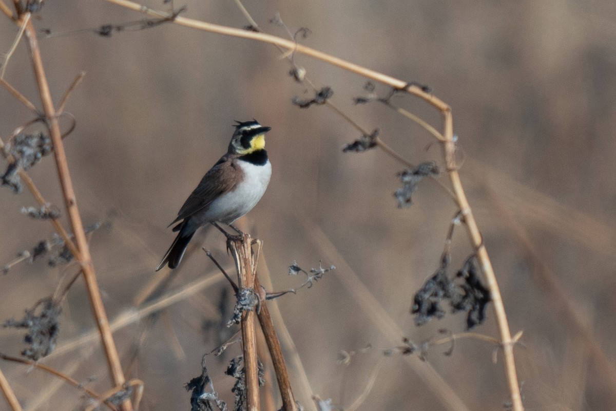 Horned Lark - David Lauter