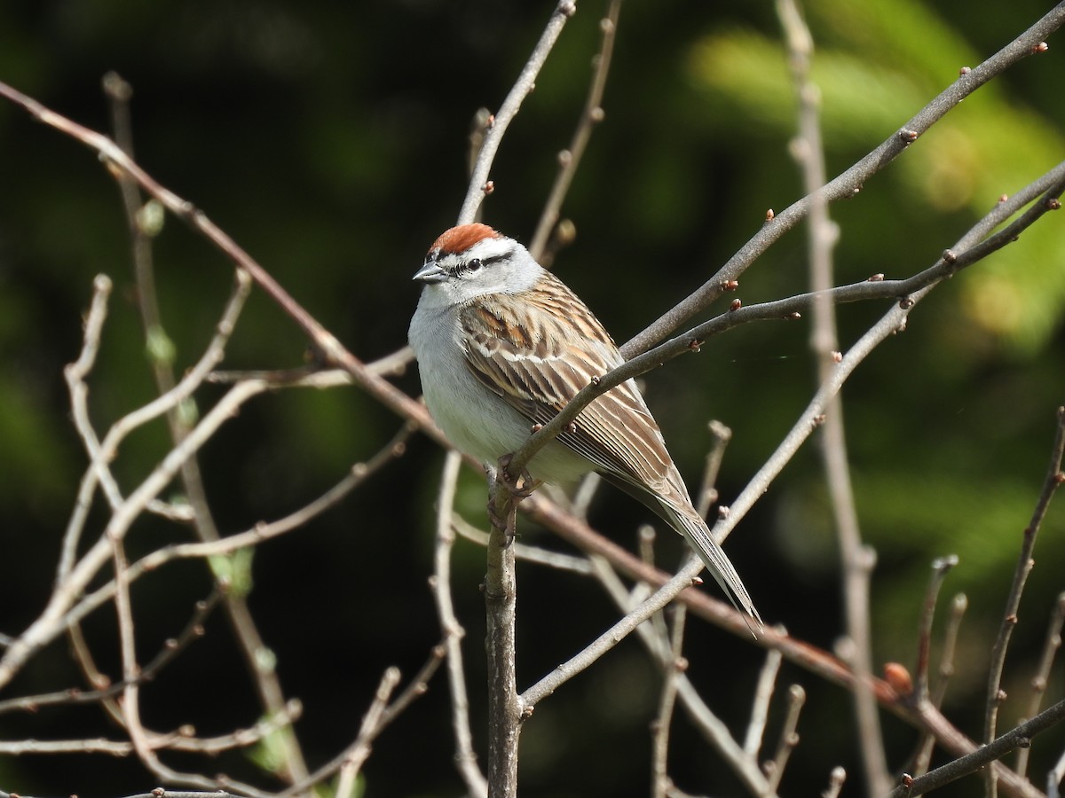 Chipping Sparrow - Sue Ascher