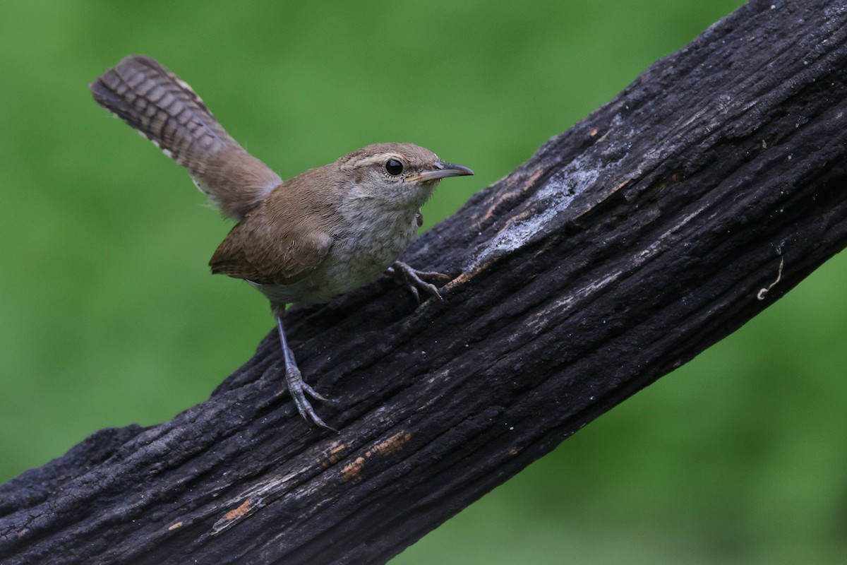 Bewick's Wren - Connor Teseny