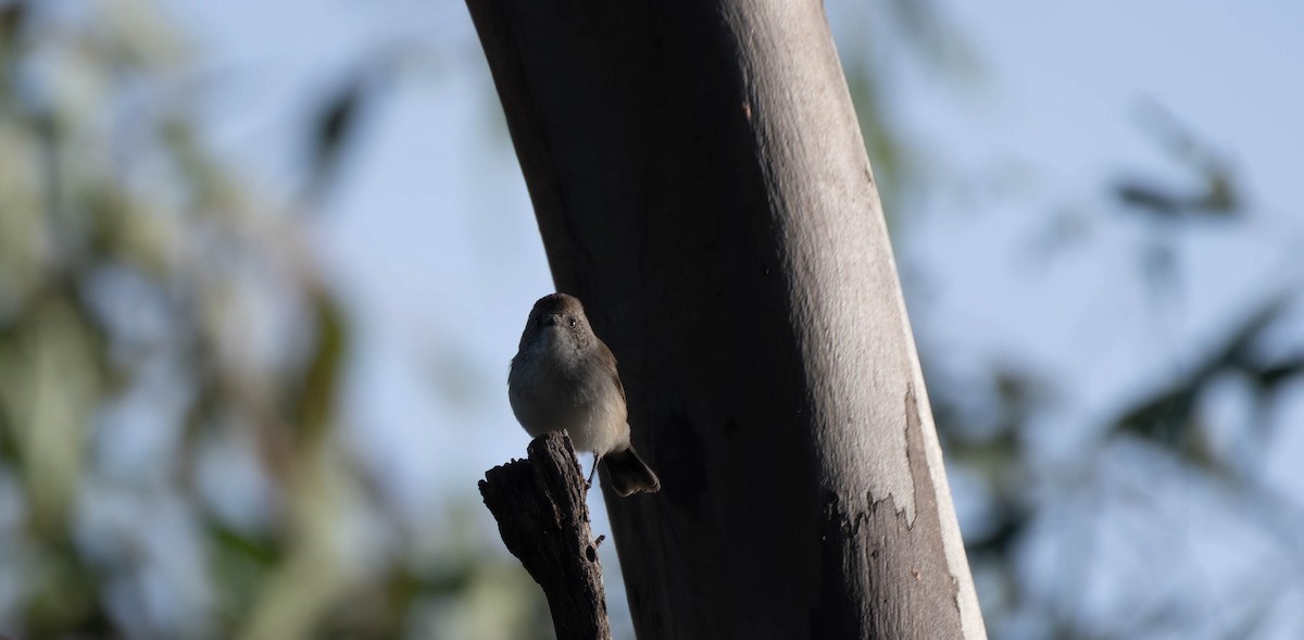 Chestnut-rumped Thornbill - Gordon Arthur