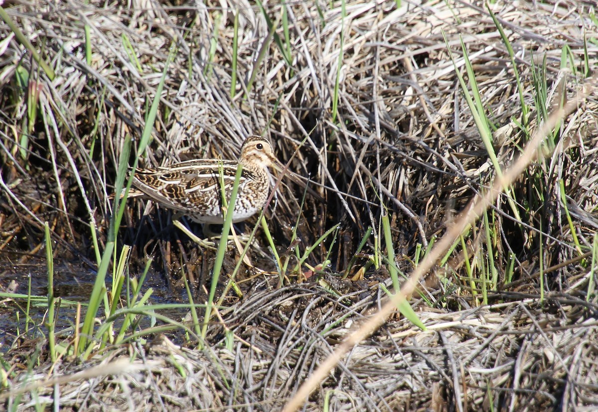 Wilson's Snipe - Jared Peck