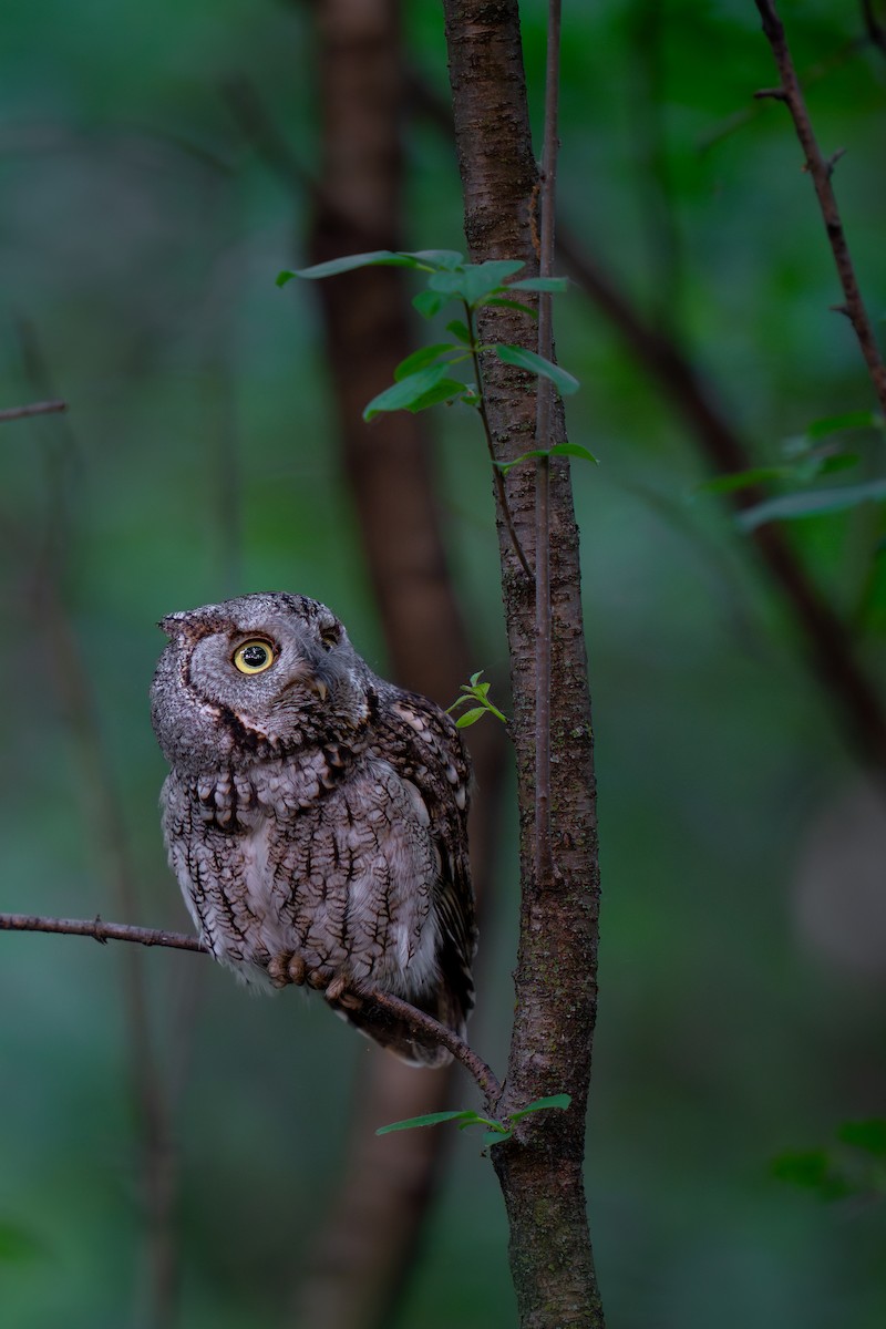 Eastern Screech-Owl - Matt Zuro