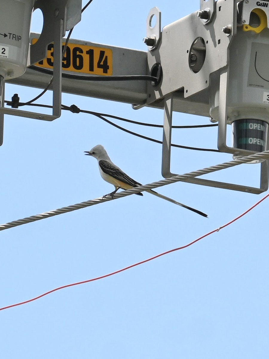 Scissor-tailed Flycatcher - Skylar Carson-Reynolds