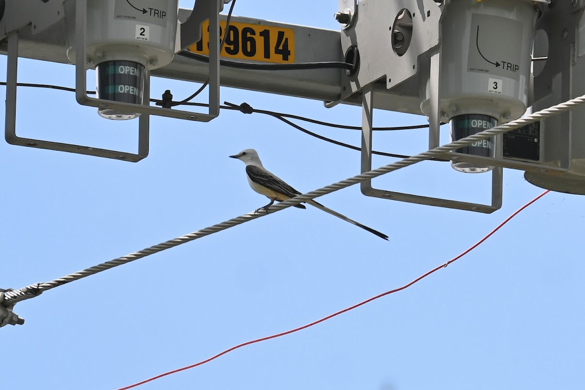 Scissor-tailed Flycatcher - Skylar Carson-Reynolds