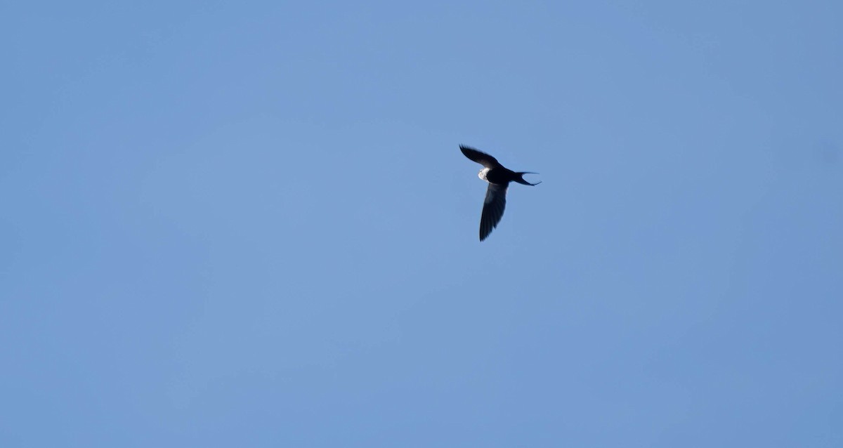 White-backed Swallow - Gordon Arthur