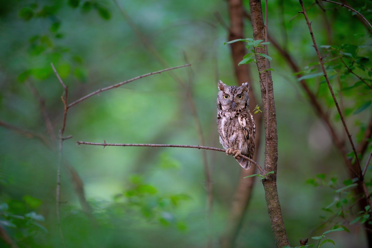 Eastern Screech-Owl - Matt Zuro