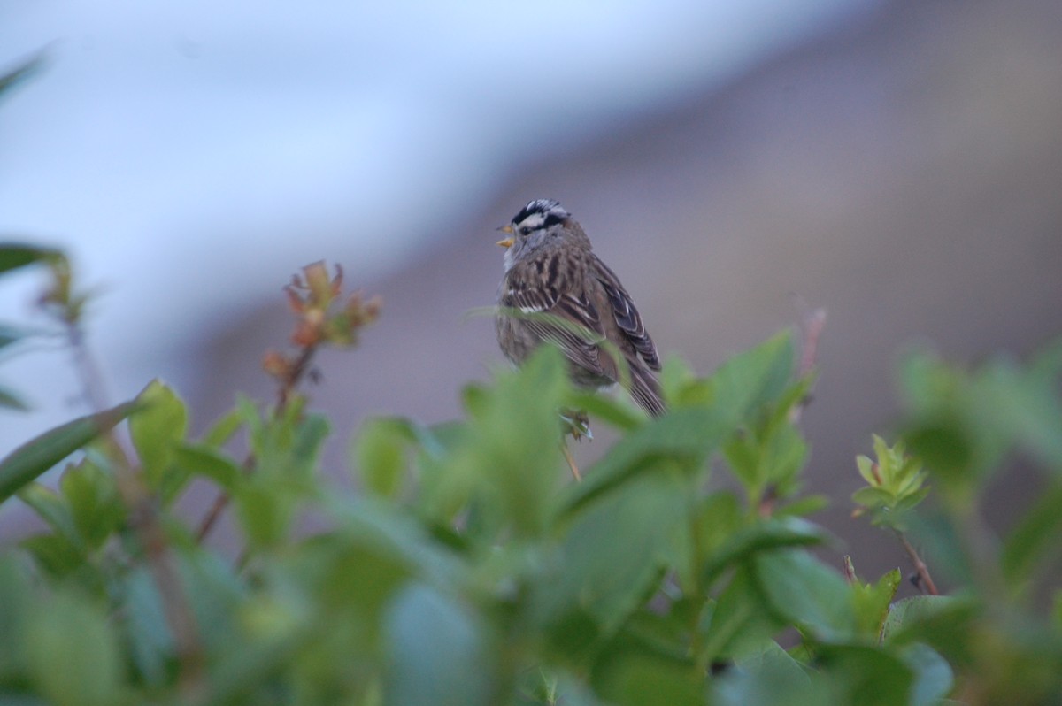 White-crowned Sparrow (pugetensis) - Stephen T Bird