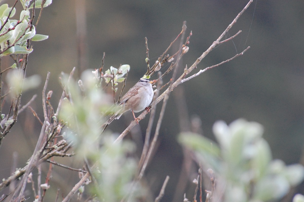White-crowned Sparrow (pugetensis) - Stephen T Bird
