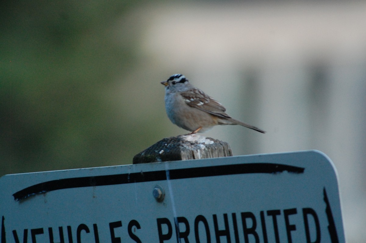 White-crowned Sparrow (pugetensis) - Stephen T Bird