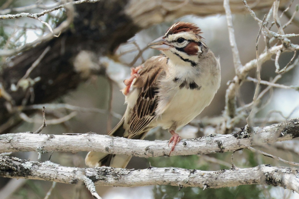 Lark Sparrow - ML619659012