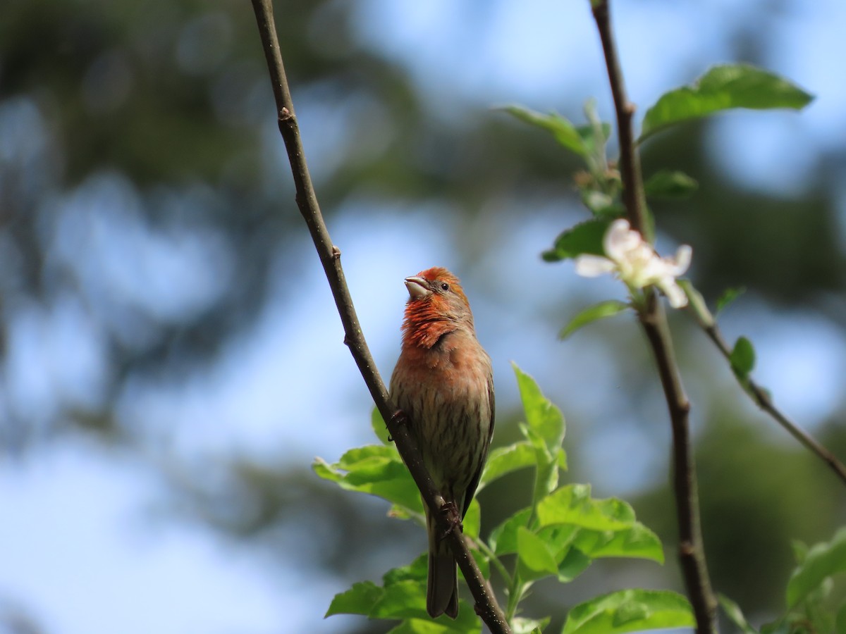 House Finch - Heidi Powers-Armstrong