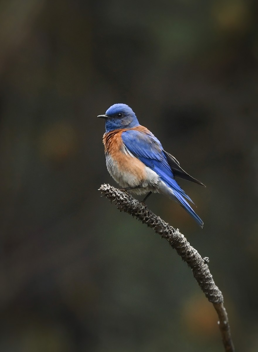 Western Bluebird - Caleb P.