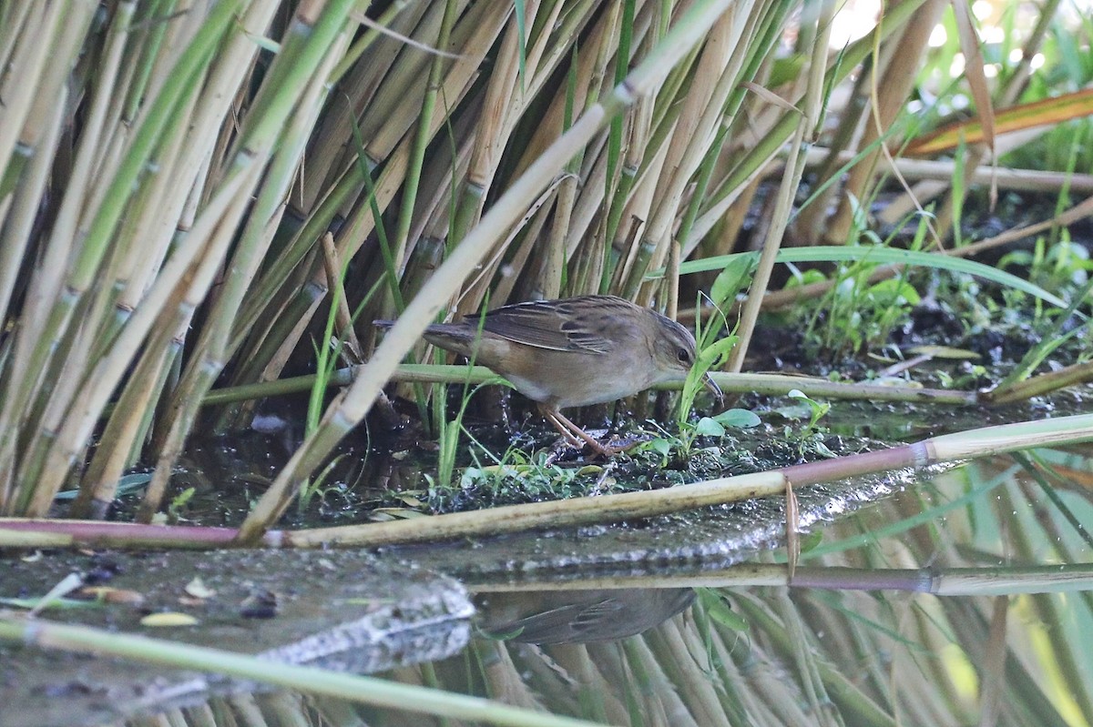 Pallas's Grasshopper Warbler - Starlit Chen