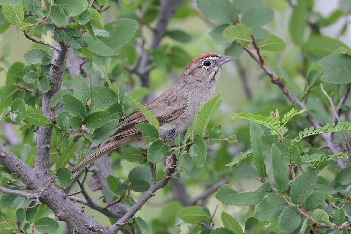 Rufous-crowned Sparrow - ML619659020