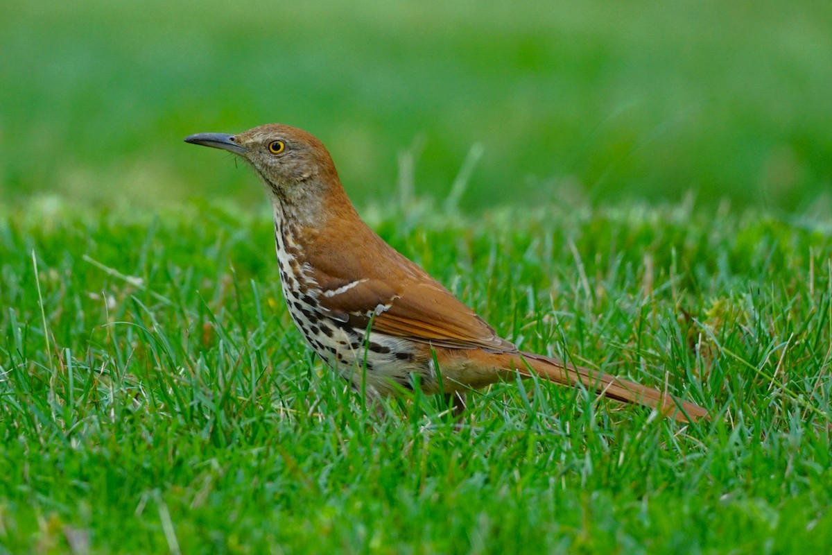 Brown Thrasher - Christopher DiPiazza