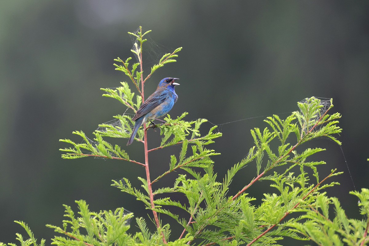 Indigo Bunting - ML619659031