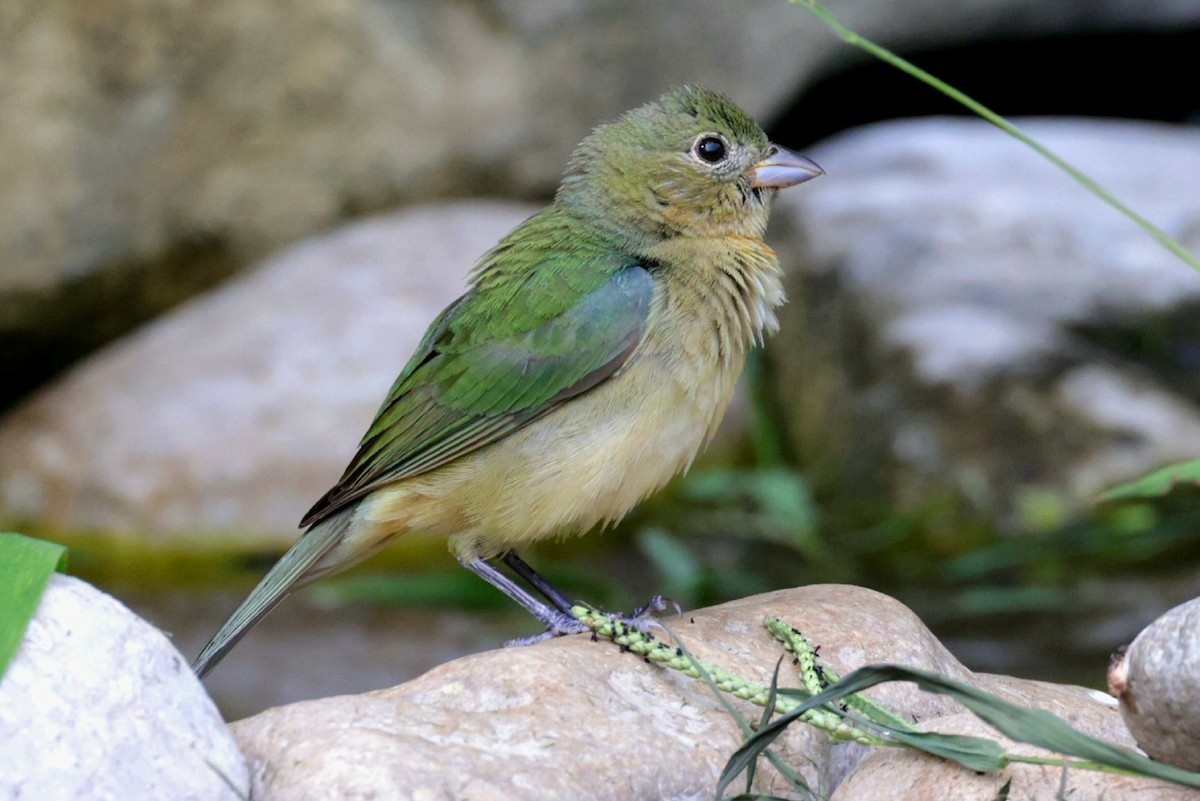 Painted Bunting - Connor Teseny