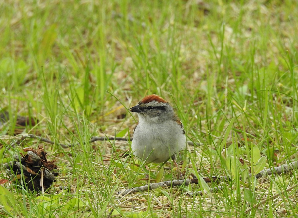 Chipping Sparrow - Sue Ascher