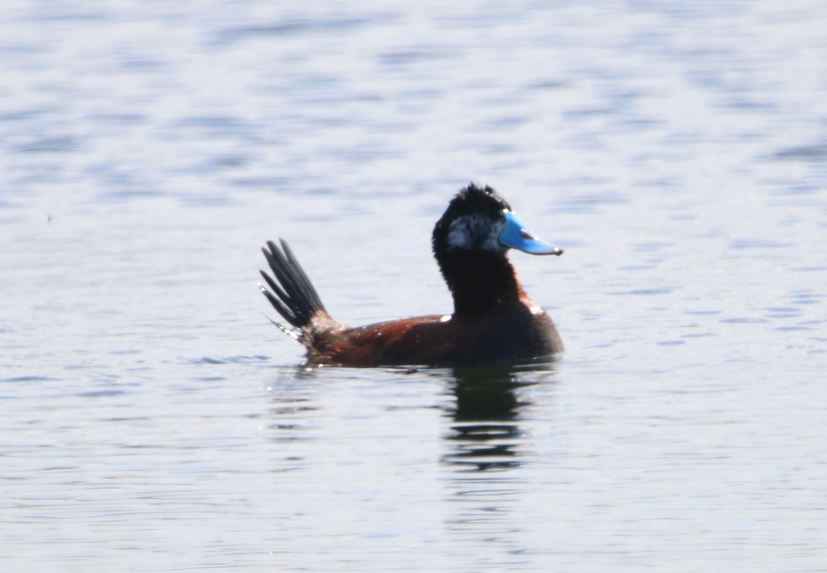 Ruddy Duck - Rachel Street