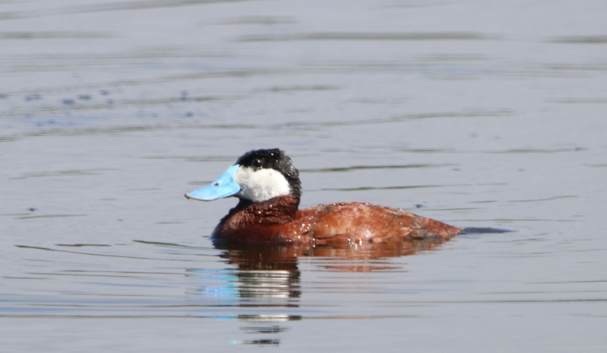 Ruddy Duck - Rachel Street