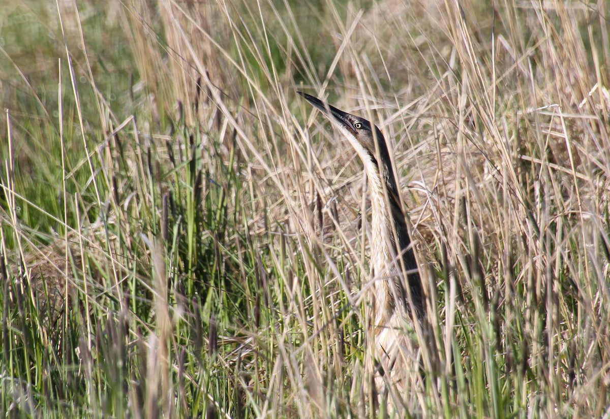 American Bittern - Jared Peck