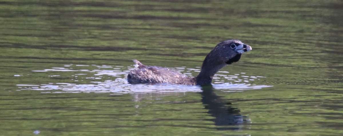 Pied-billed Grebe - Rachel Street