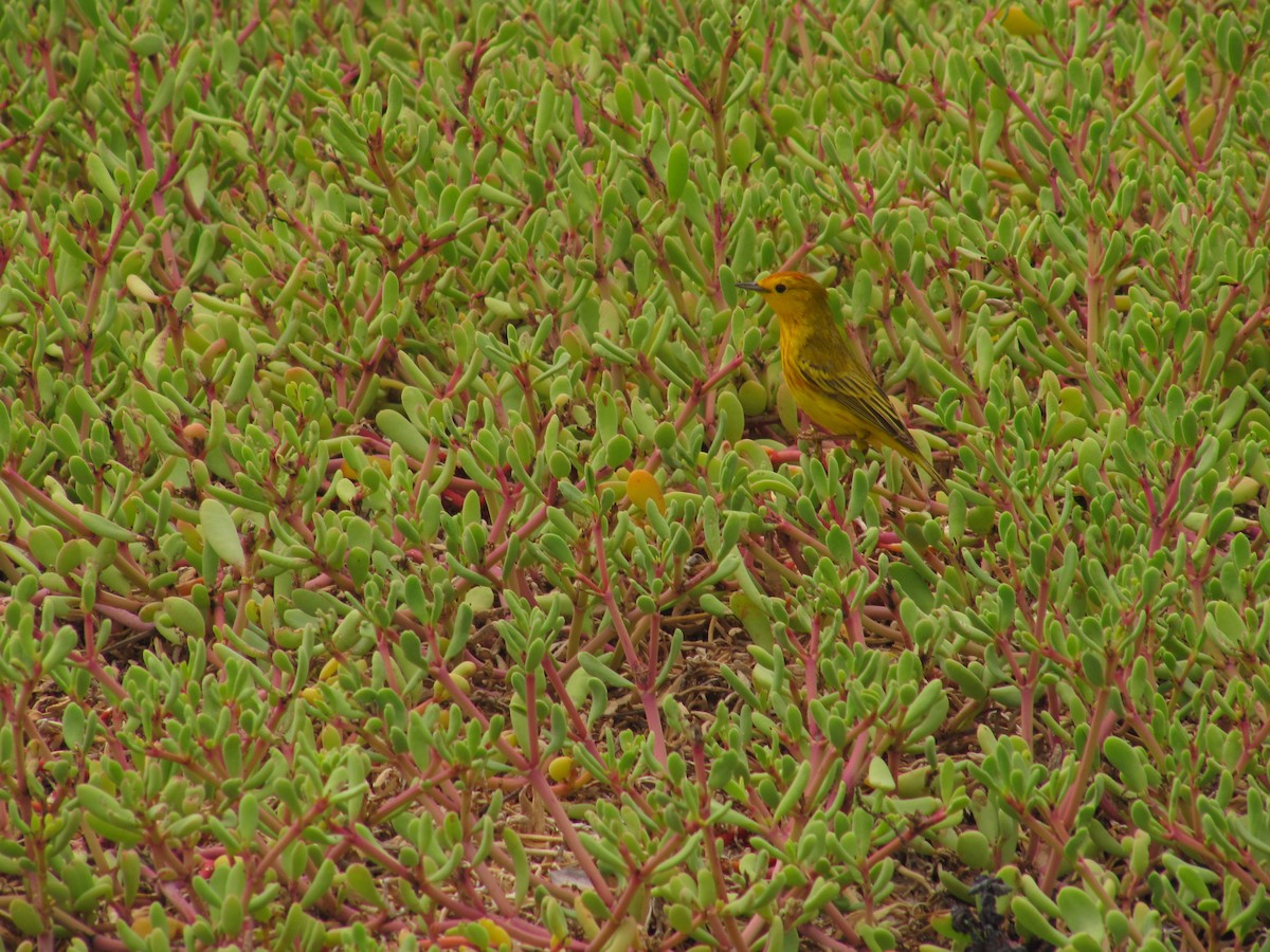 Yellow Warbler (Galapagos) - Tony Byrne