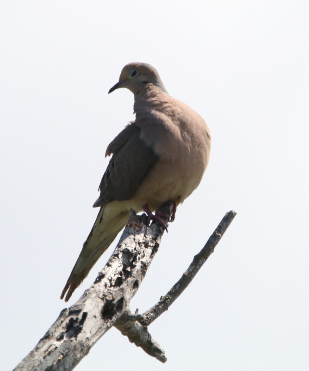 Mourning Dove - ML619659057