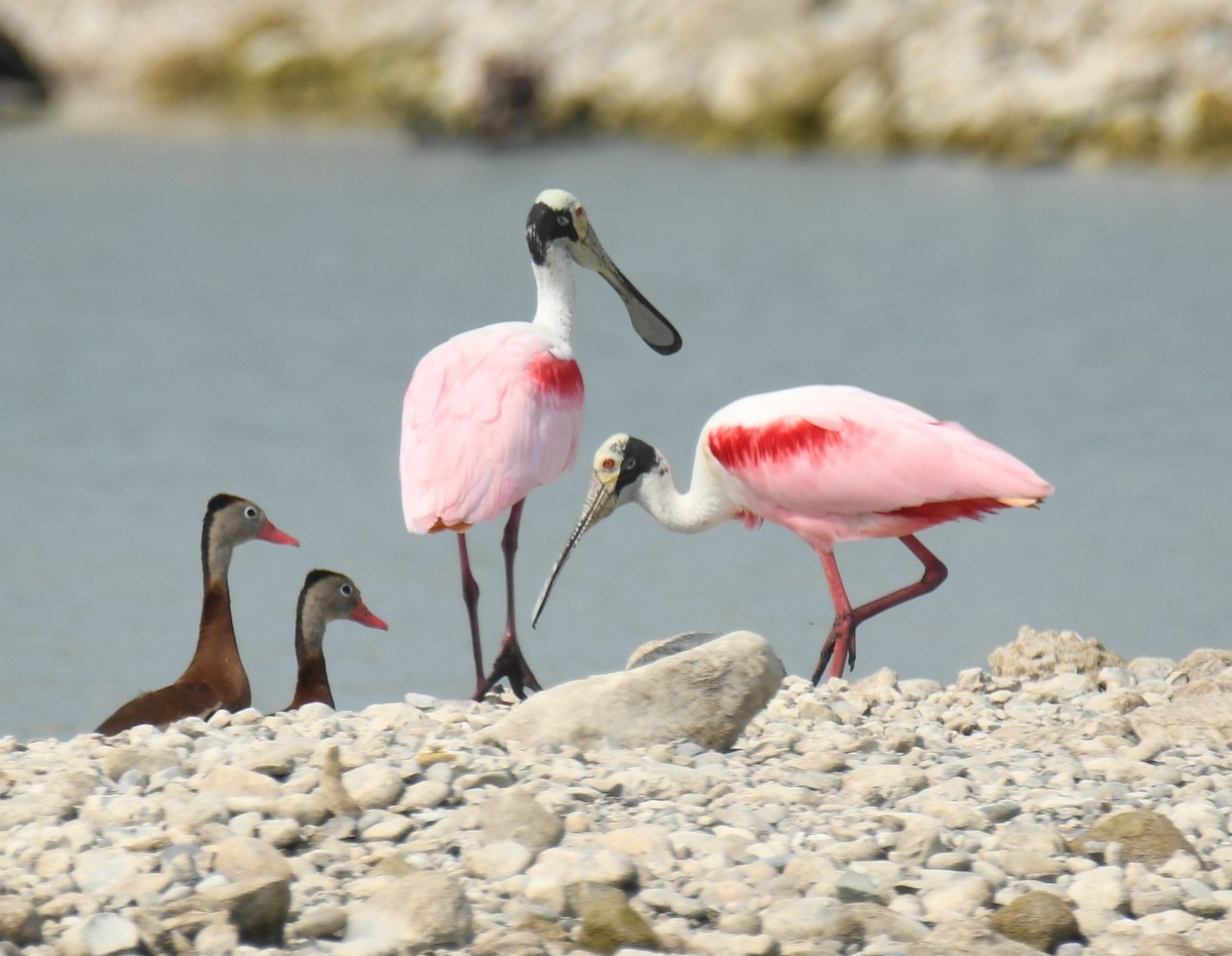 Roseate Spoonbill - Leonardo Guzmán (Kingfisher Birdwatching Nuevo León)