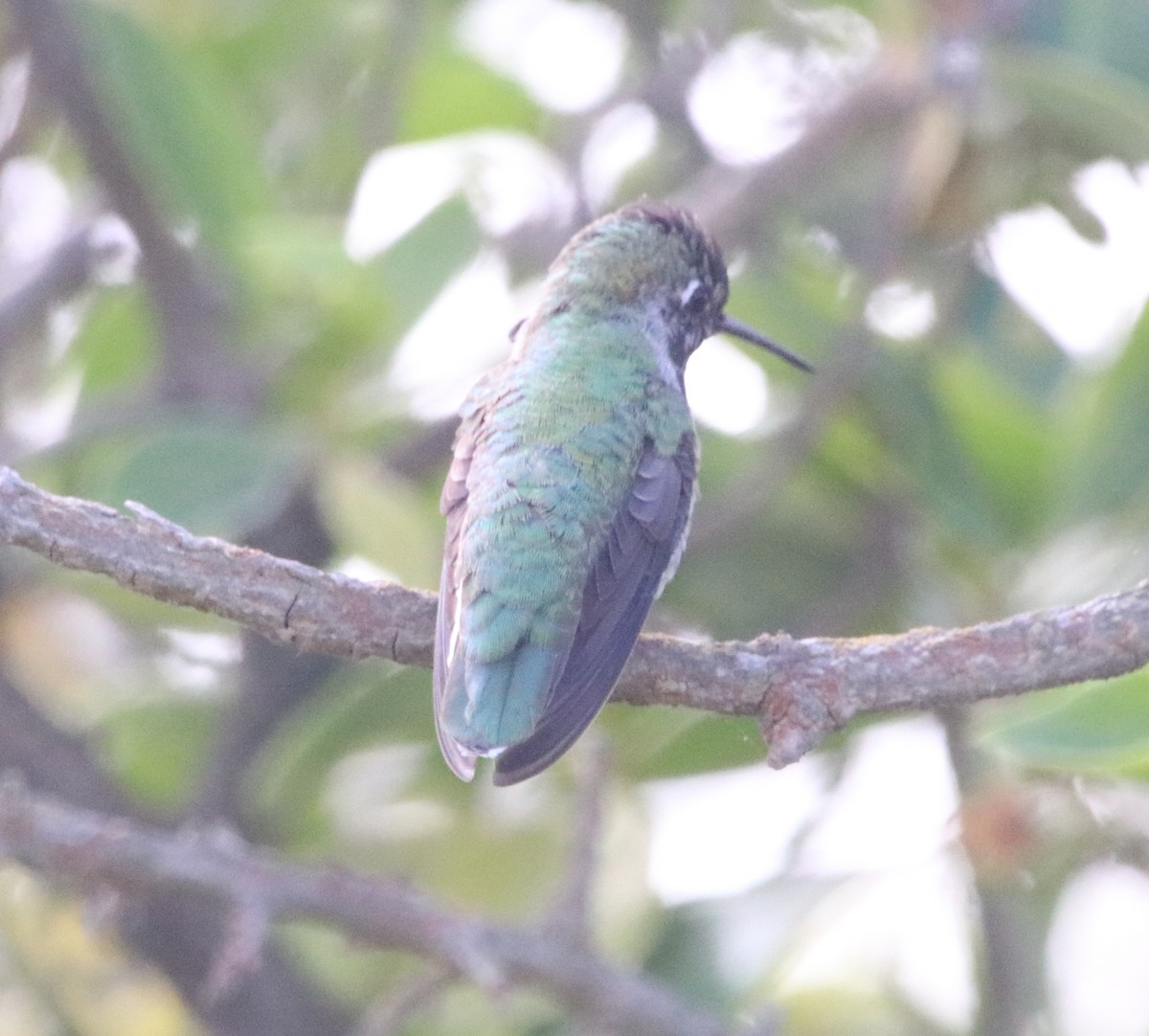 Anna's Hummingbird - ML619659061