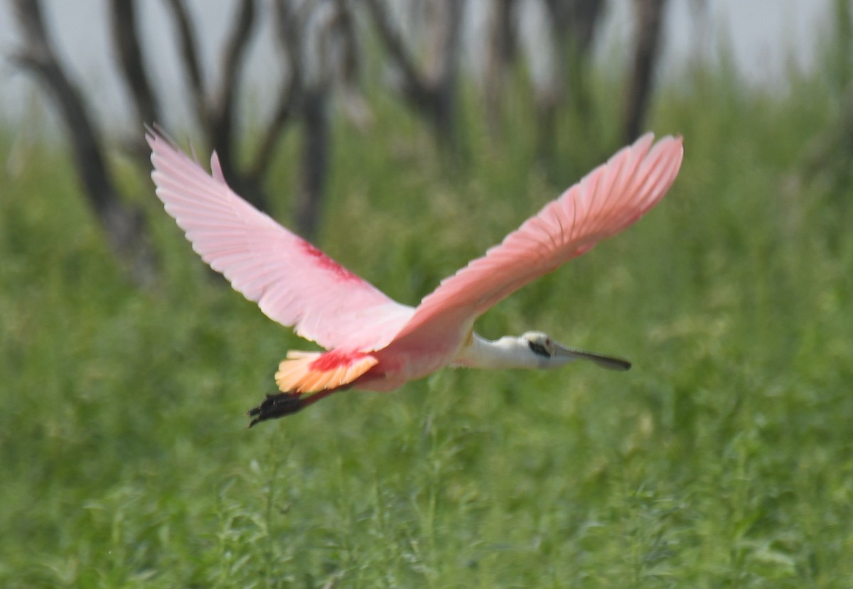 Roseate Spoonbill - Leonardo Guzmán (Kingfisher Birdwatching Nuevo León)