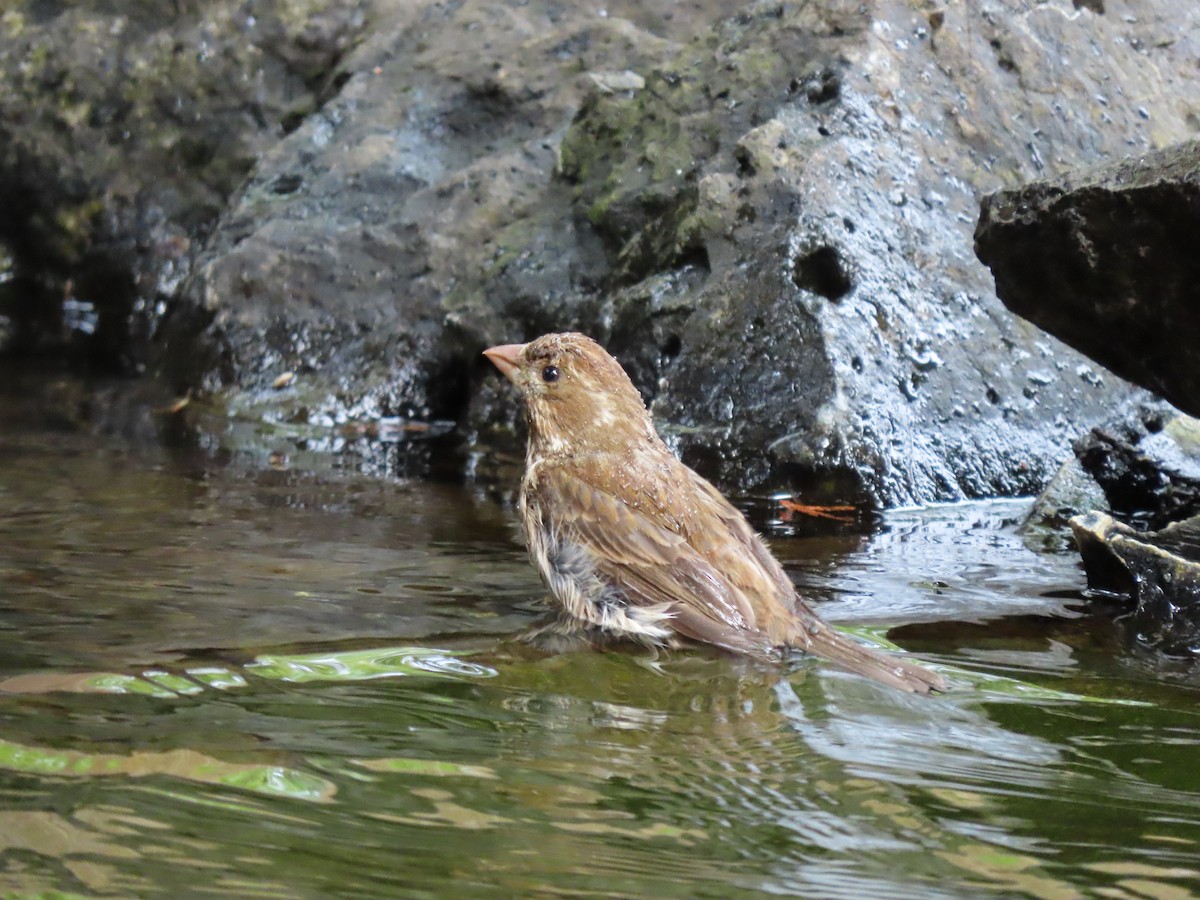 Purple Finch - Heidi Powers-Armstrong