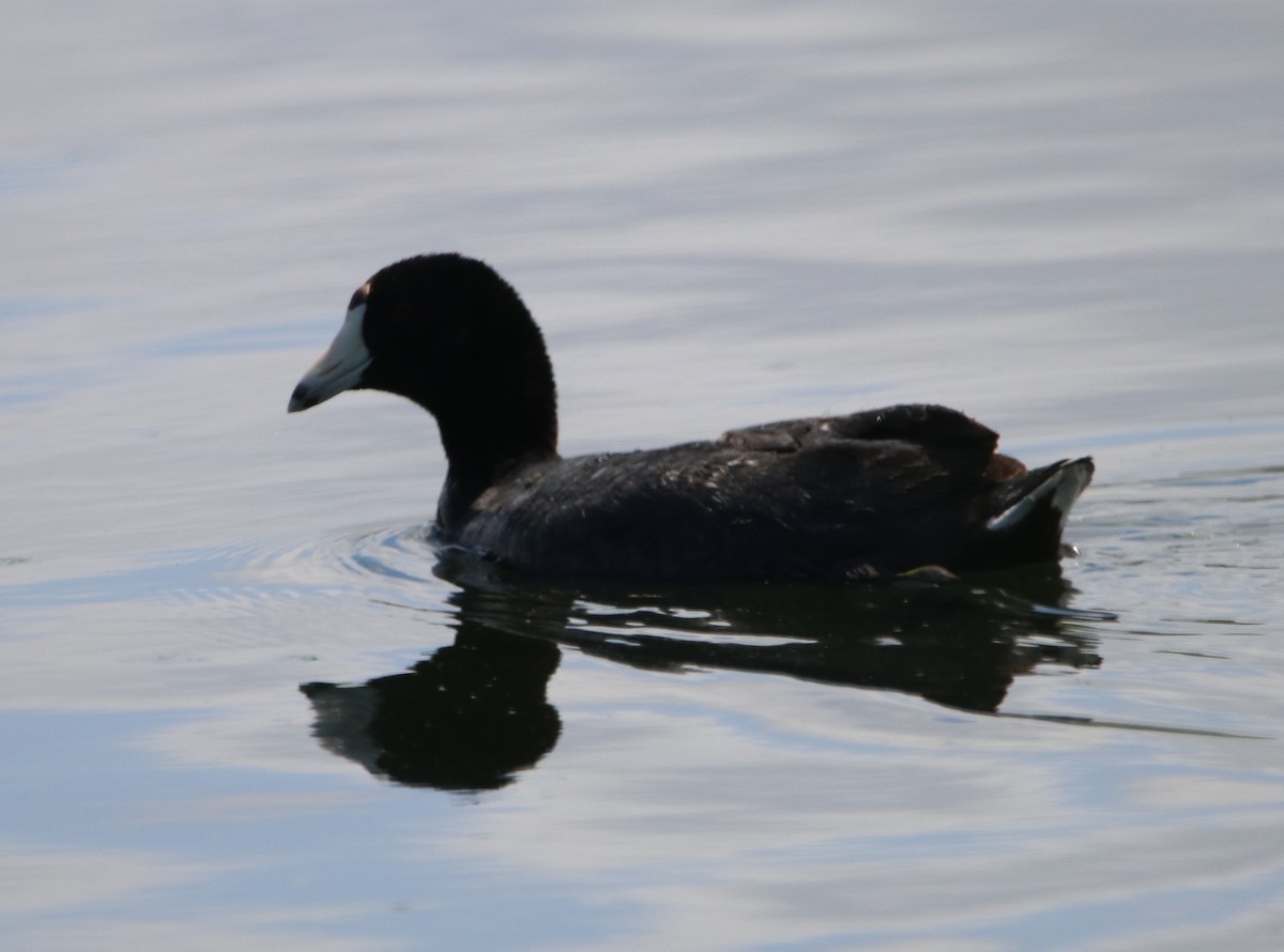 American Coot - Rachel Street