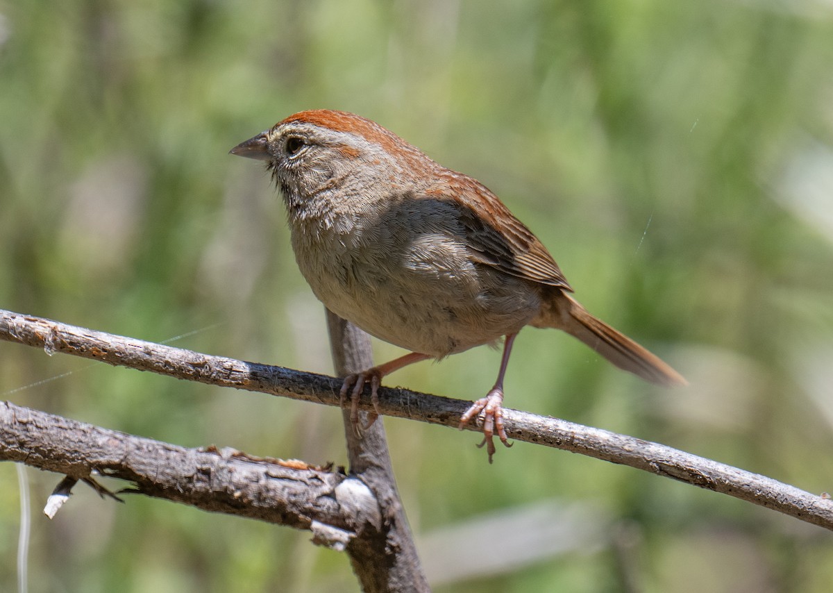 Rufous-crowned Sparrow - Colin McGregor