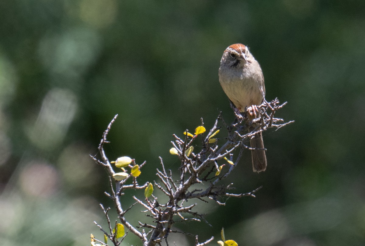 Rufous-crowned Sparrow - Colin McGregor