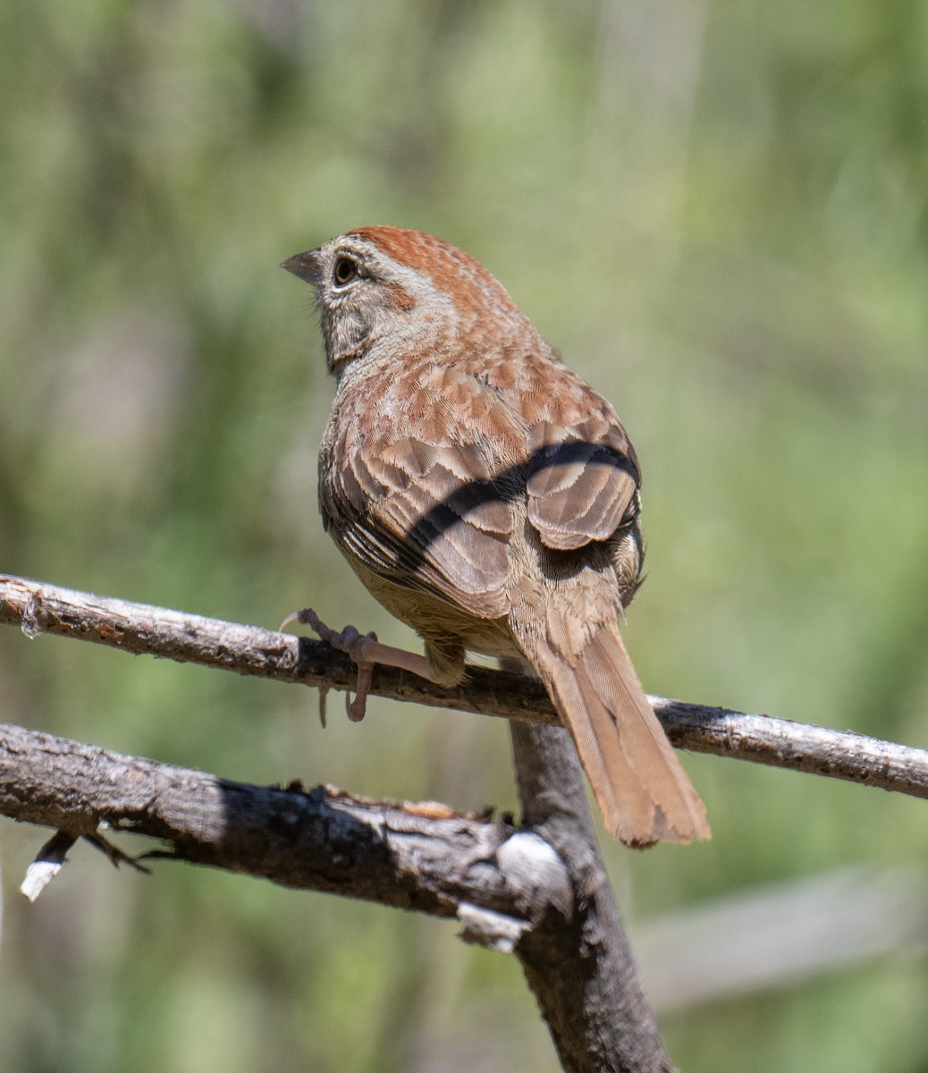 Rufous-crowned Sparrow - Colin McGregor