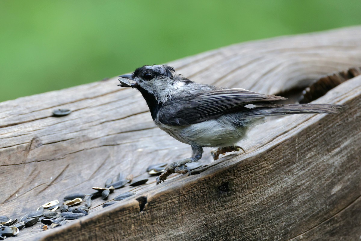 Carolina Chickadee - ML619659078