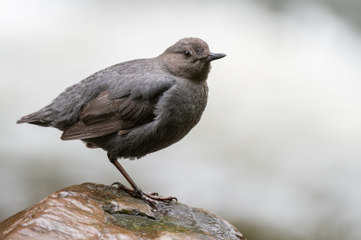 American Dipper - Matt Dalessio